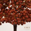 Rudraksh Tree - For a Peaceful Home