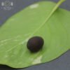 Lotus seed