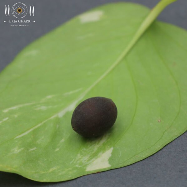 Lotus seed