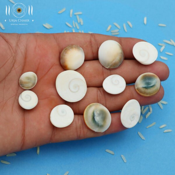 Gomti Chakra Shells